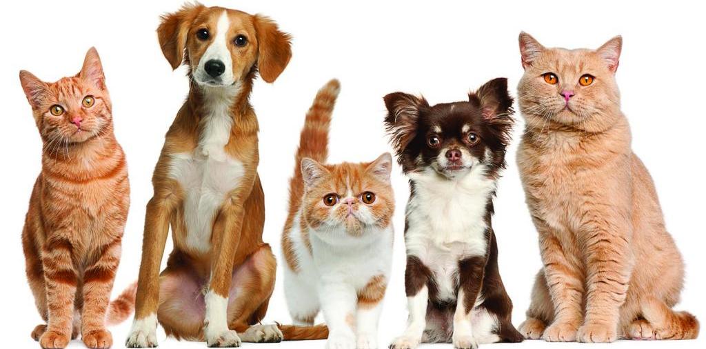 Доска объявлений о животных | ЗооТом - продажа, вязка и услуги для животных в Задонске