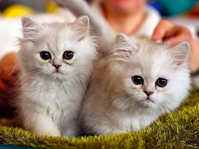 Породы кошек в Задонске | ЗооТом портал о животных