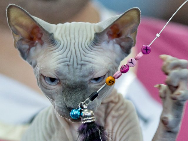 Выставки кошек в Задонске | ЗооТом портал о животных