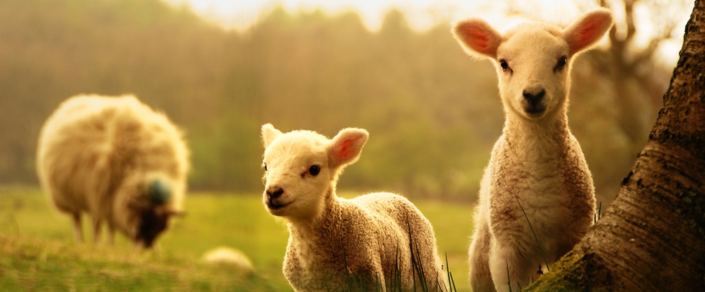 Объявления о сельскохозяйственных животных | ЗооТом - продажа, вязка и услуги для животных в Задонске