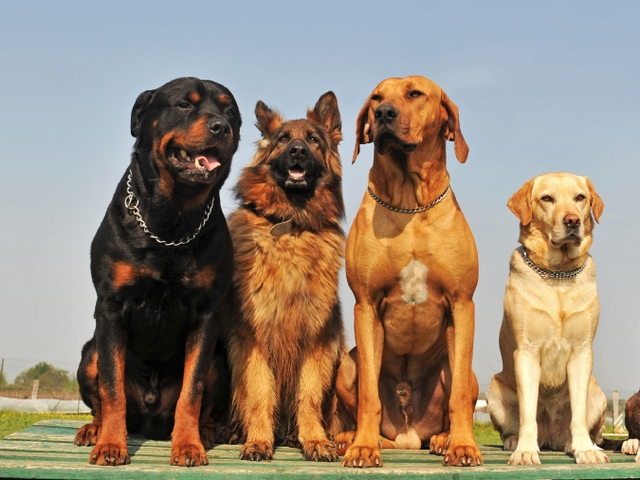 Крупные породы собак в Задонске | ЗооТом портал о животных